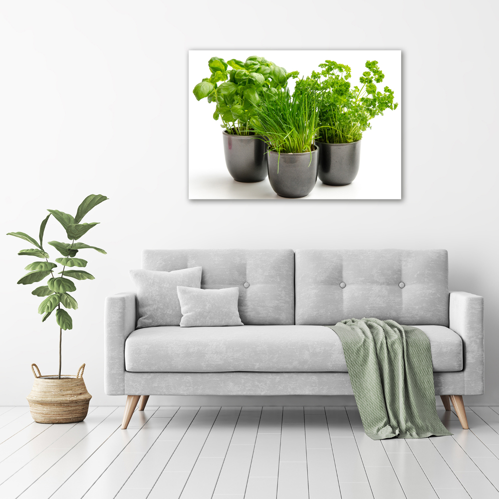 Photo printed on glass Herbs in pots