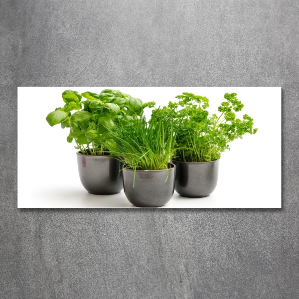 Photo printed on glass Herbs in pots