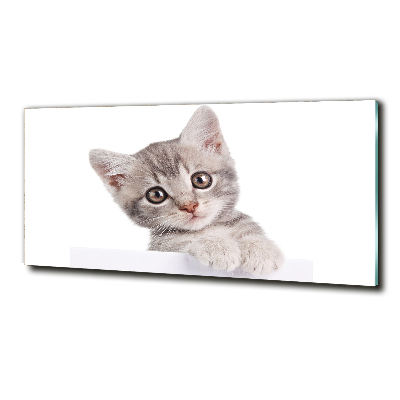 Wall art on glass Gray cat