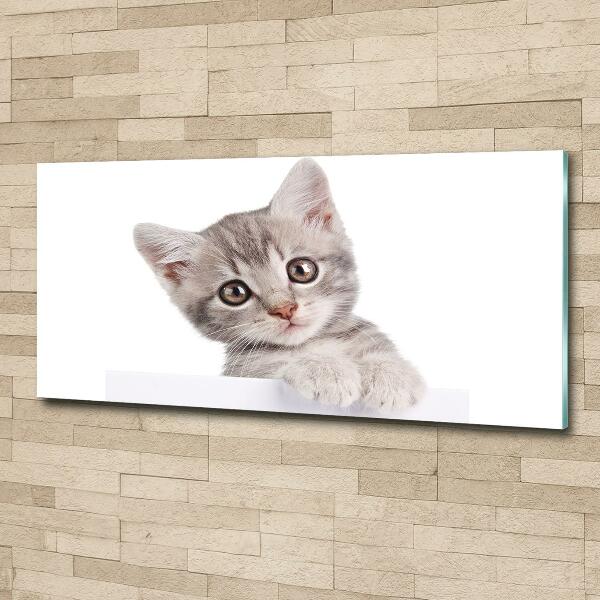 Wall art on glass Gray cat