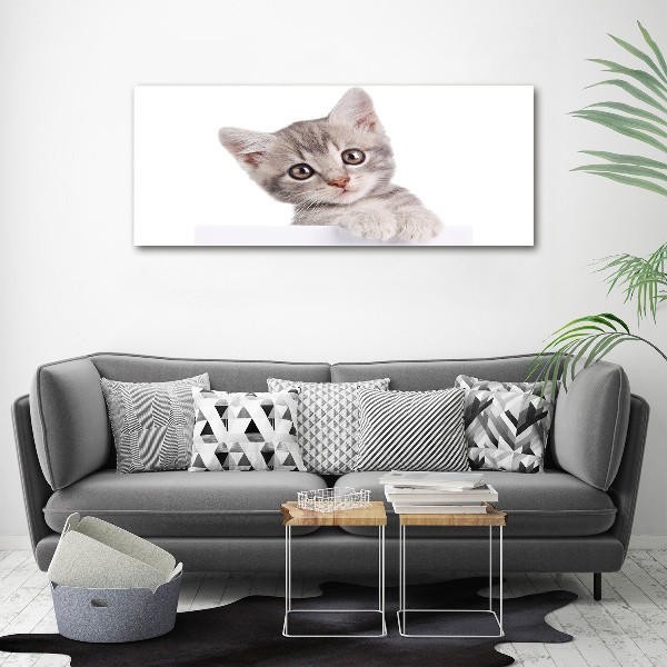 Wall art on glass Gray cat