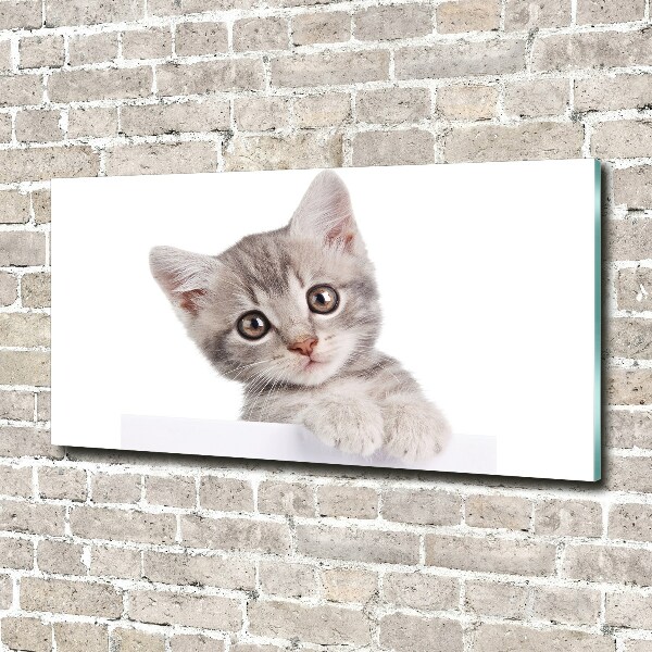 Wall art on glass Gray cat