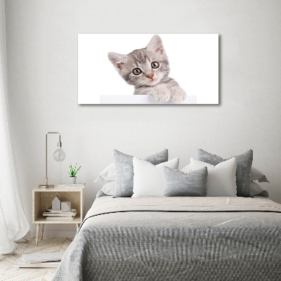 Wall art on glass Gray cat