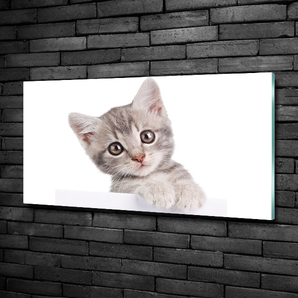 Wall art on glass Gray cat