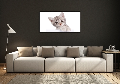 Wall art on glass Gray cat