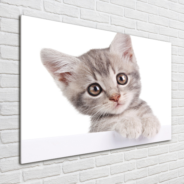 Wall art on glass Gray cat