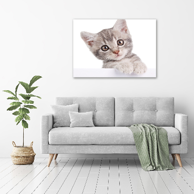 Wall art on glass Gray cat