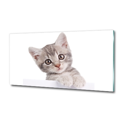 Wall art on glass Gray cat