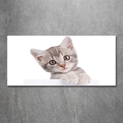 Wall art on glass Gray cat