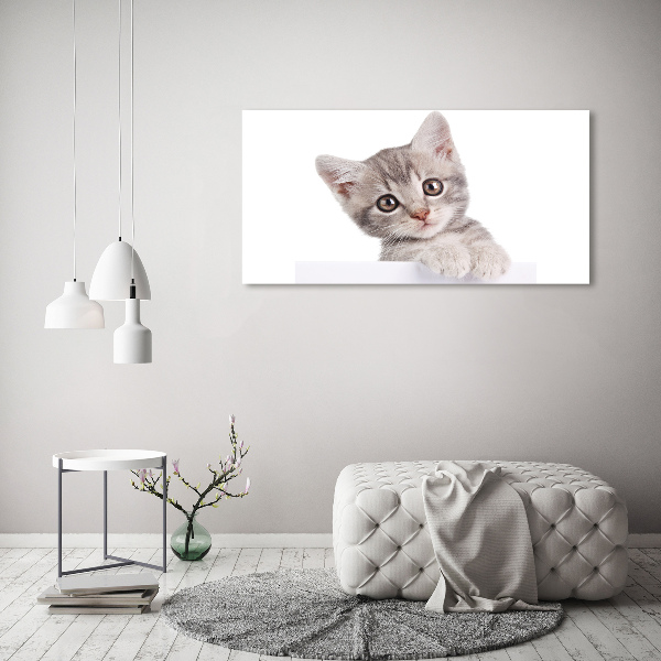 Wall art on glass Gray cat