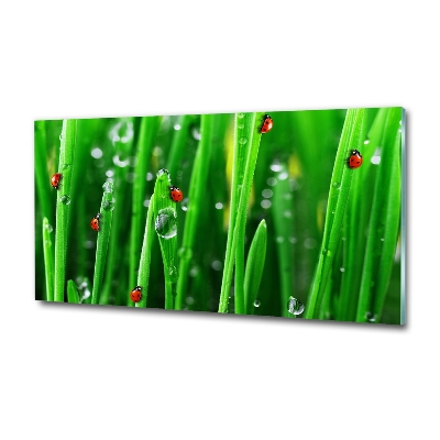 Printed glass wall art Ladybugs on the grass