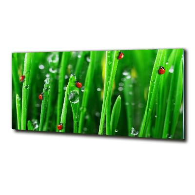 Printed glass wall art Ladybugs on the grass