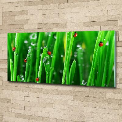 Printed glass wall art Ladybugs on the grass