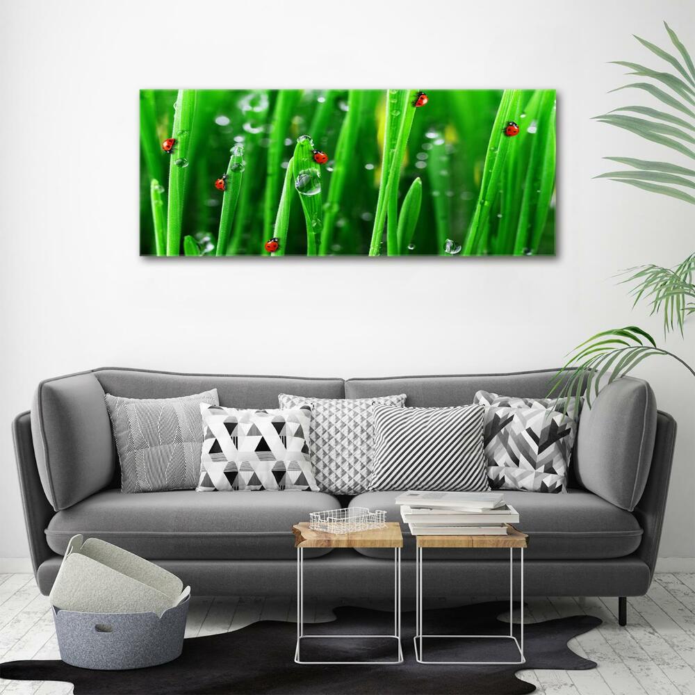 Printed glass wall art Ladybugs on the grass