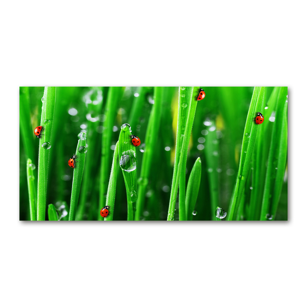 Printed glass wall art Ladybugs on the grass