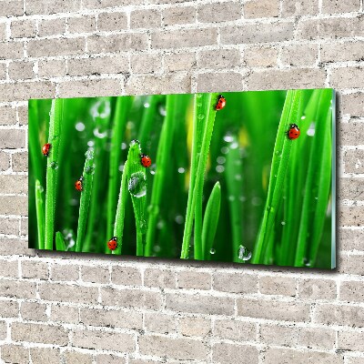 Printed glass wall art Ladybugs on the grass