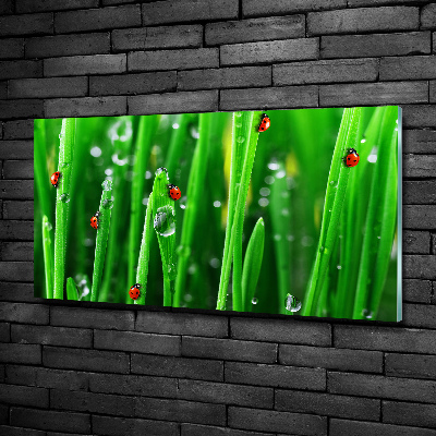 Printed glass wall art Ladybugs on the grass