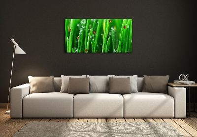 Printed glass wall art Ladybugs on the grass