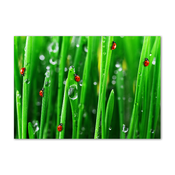 Printed glass wall art Ladybugs on the grass