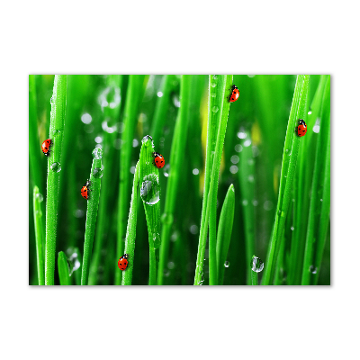 Printed glass wall art Ladybugs on the grass