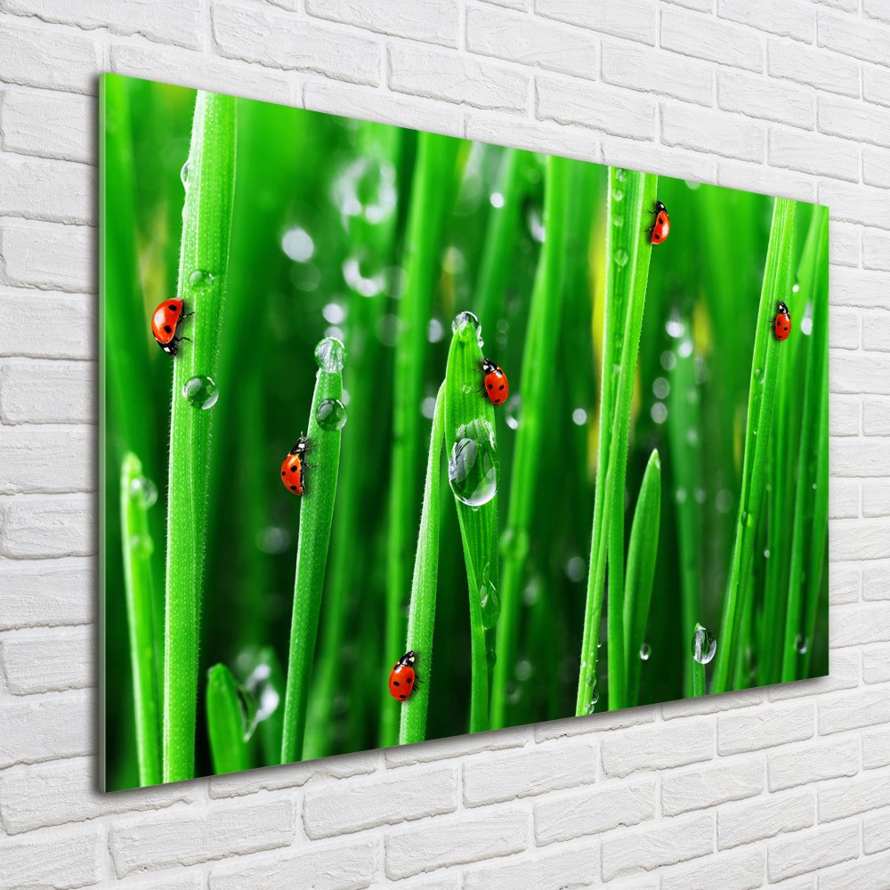 Printed glass wall art Ladybugs on the grass