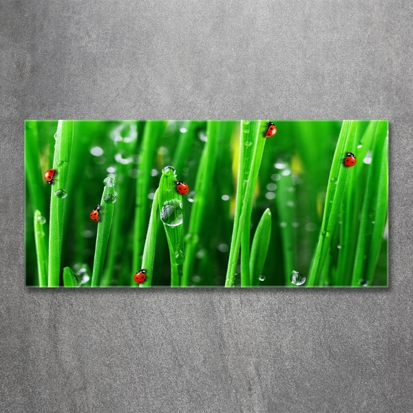 Printed glass wall art Ladybugs on the grass