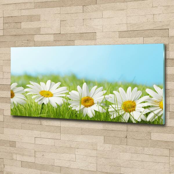 Printed glass wall art Daisy