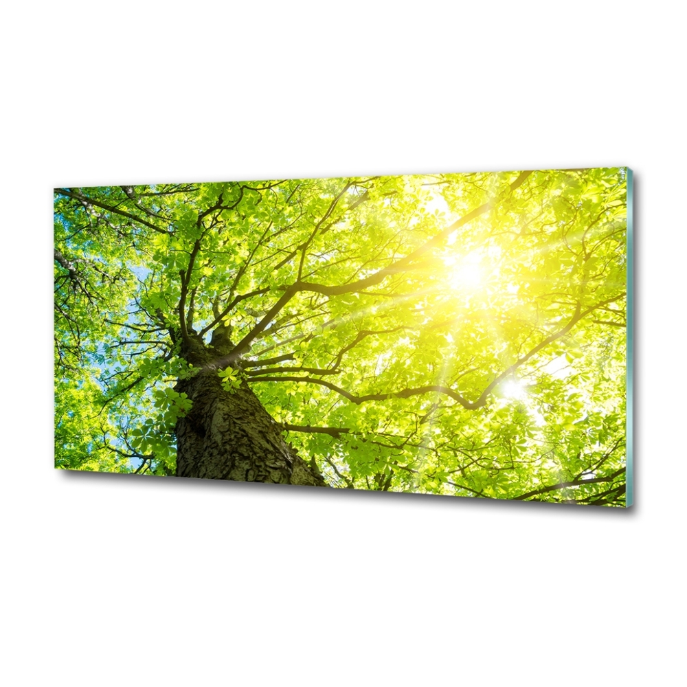 Glass wall art large Chestnut in spring