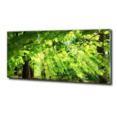 Glass art print Beech leaves