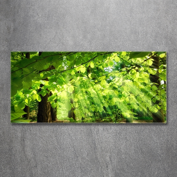 Glass art print Beech leaves