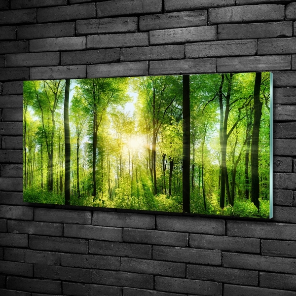 Glass art print Forest in the sun