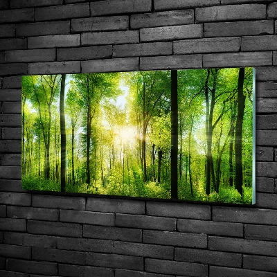 Glass art print Forest in the sun