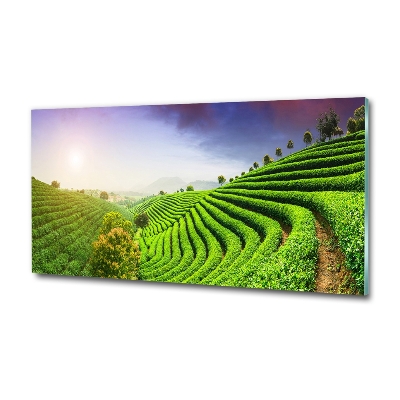 Wall art on glass Tea plantation