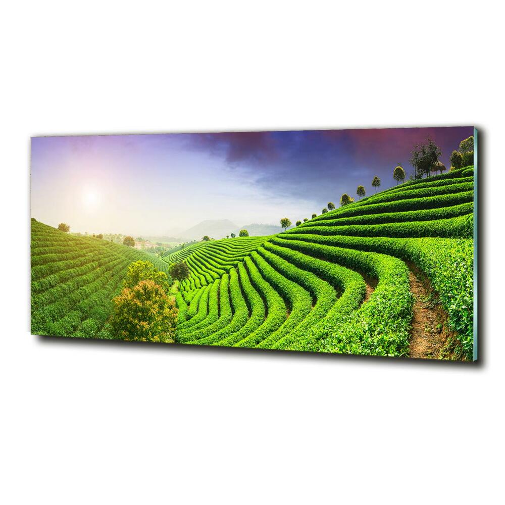 Wall art on glass Tea plantation