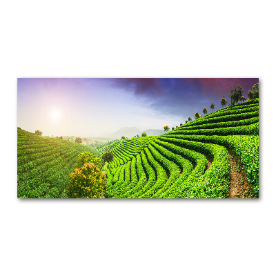 Wall art on glass Tea plantation