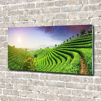 Wall art on glass Tea plantation