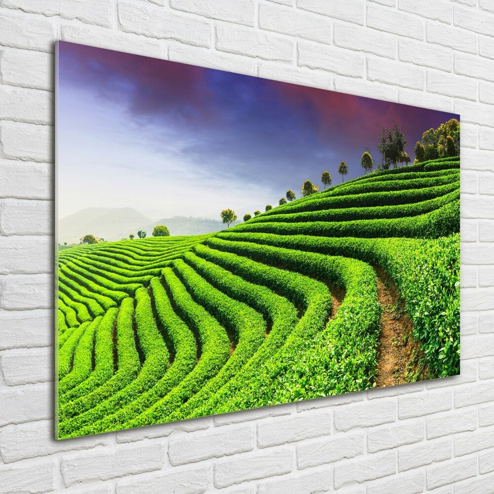 Wall art on glass Tea plantation