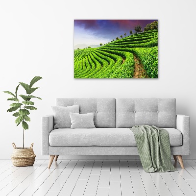 Wall art on glass Tea plantation