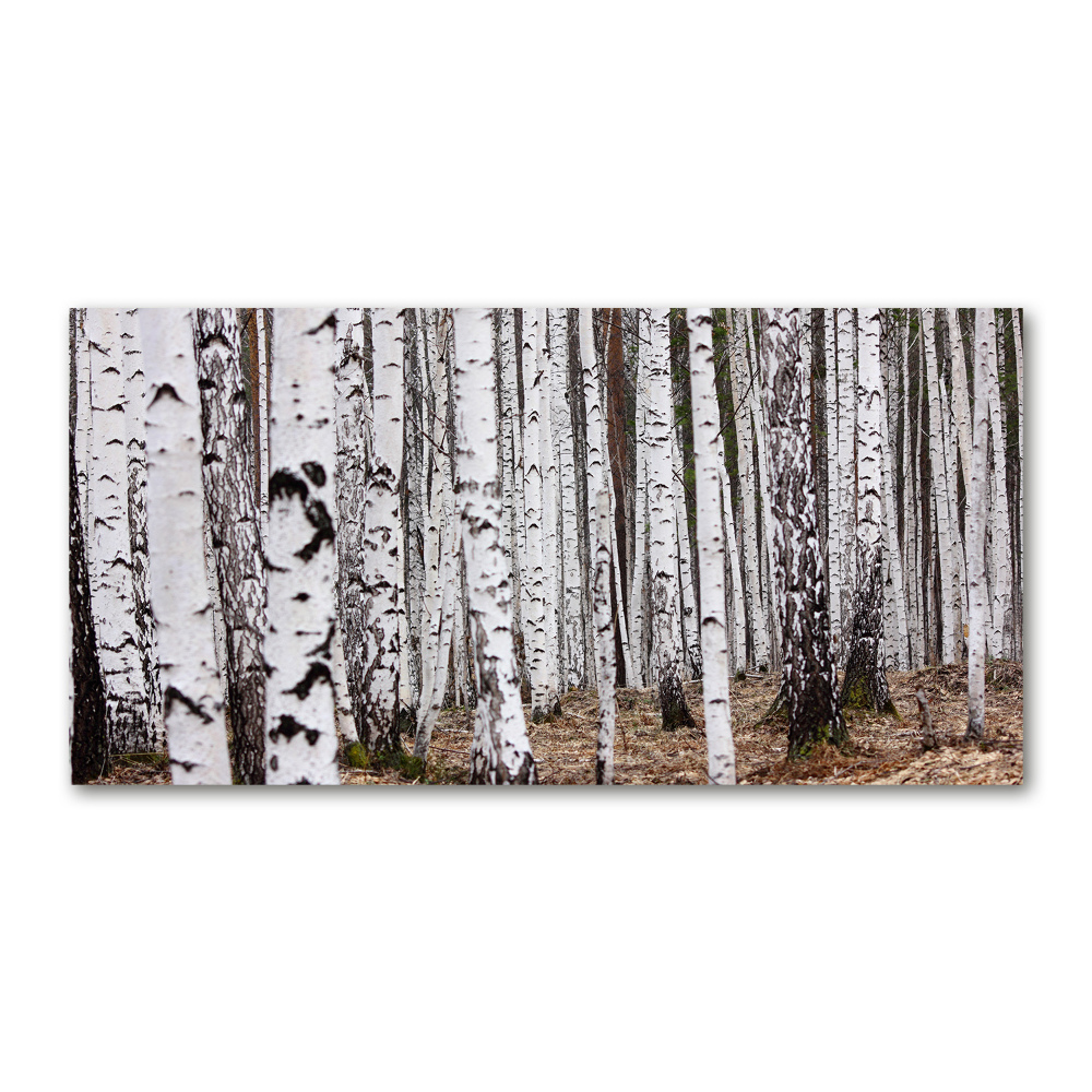 Glass picture print Birch