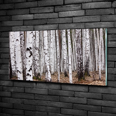 Glass picture print Birch