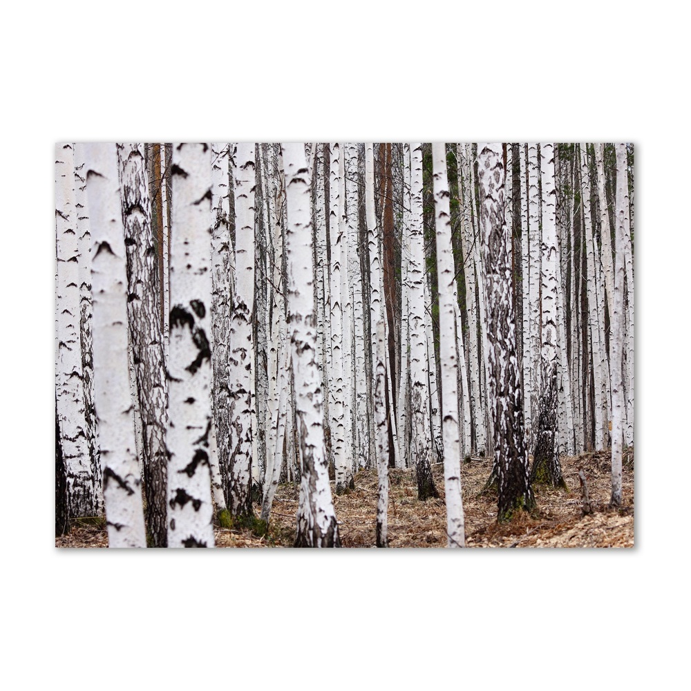 Glass picture print Birch