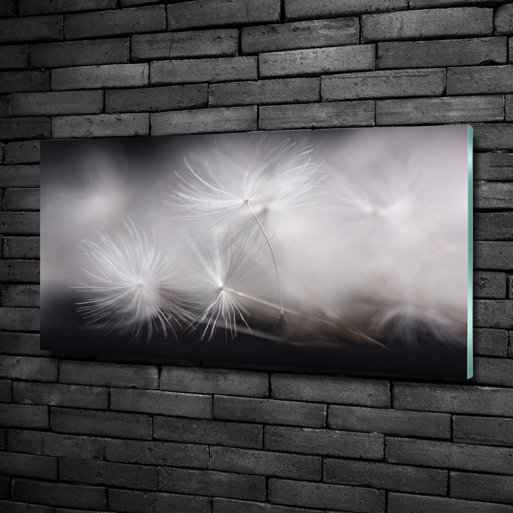 Glass picture print Dandelion seeds