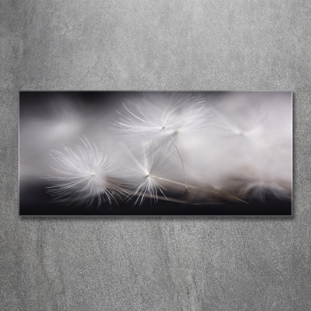 Glass picture print Dandelion seeds