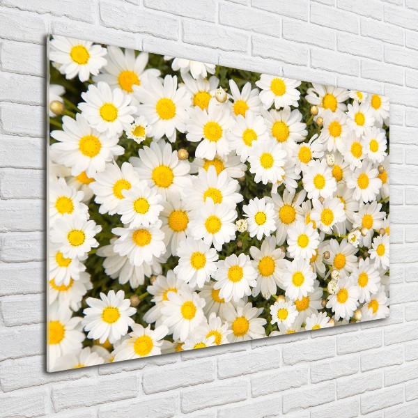 Wall art on glass Daisy