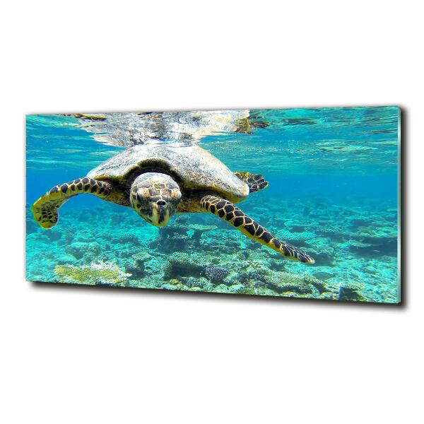 Wall art on glass Sea turtle