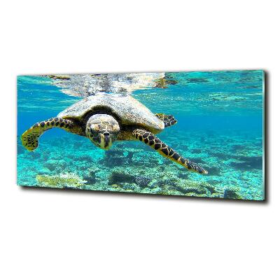 Wall art on glass Sea turtle