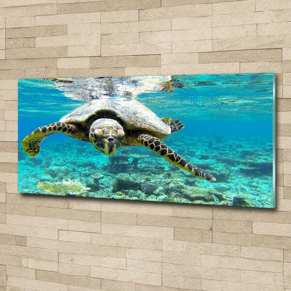 Wall art on glass Sea turtle