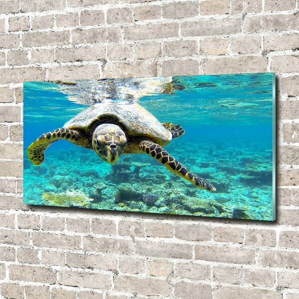 Wall art on glass Sea turtle