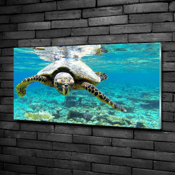 Wall art on glass Sea turtle