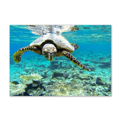 Wall art on glass Sea turtle